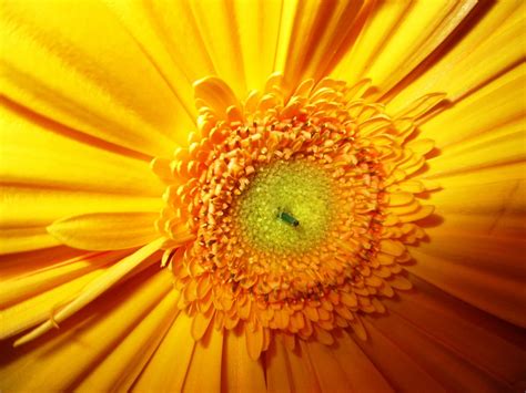 Безплатна снимка : цвят, растение, слънчева светлина, цвете ...