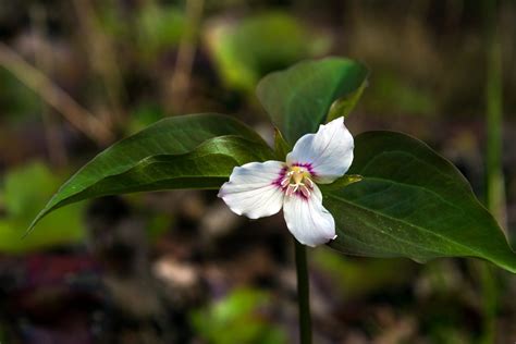 Guide To Wildflowers Pilot Cove Pisgah Forest Nc