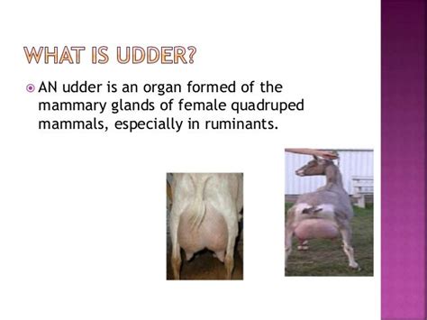 Anatomy Of Udder In Goat