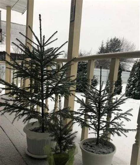 Ель живая в горшке | Festima.Ru – частные объявления