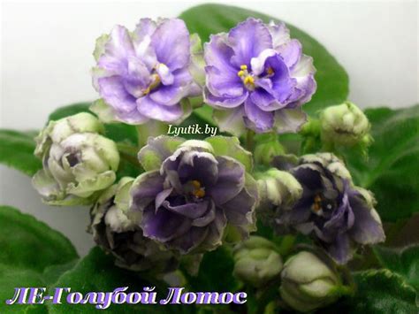ЛЕ-Голубой Лотос | African violets, Indoor gardens, Floral wreath