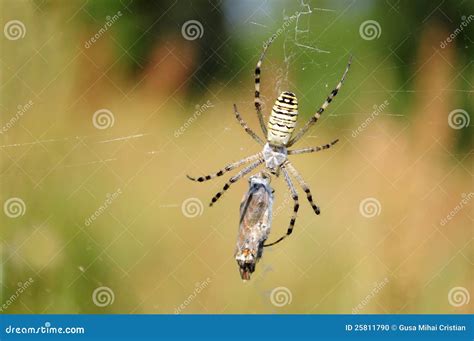 Aranha Da Vespa Bruennichi Do Argiope Foto De Stock Imagem De Preto