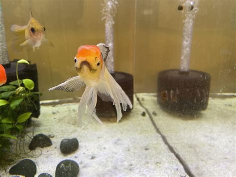 guide to goldfish making noise easily 4