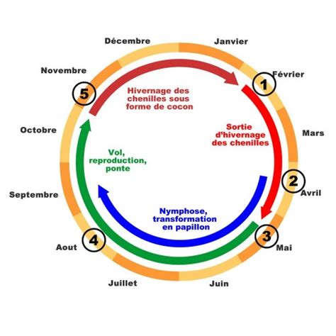 Le Cycle Biologique Des Chenilles Processionnaires Breizh Services