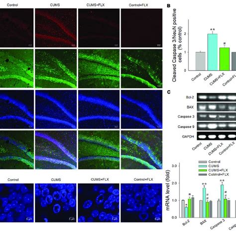 Fluoxetine Decreases Neural Apoptosis In Hippocampal Dg Resulting