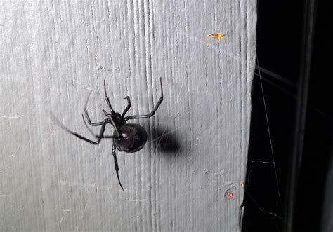 Meet the spider: Latrodectus hesperus - SpiderHugger