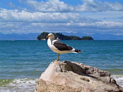 Kelp Gull Audubon Field Guide