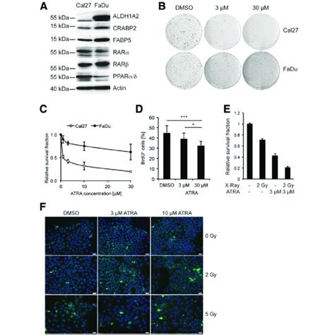 Pharmacological Inhibition Of Aldh1a2 Rar Signaling Induces Loss Of