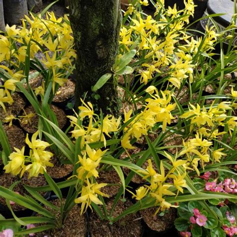 Jual Tanaman Hias Bunga Anggrek Cymbidium Golden Boy Berbunga Shopee