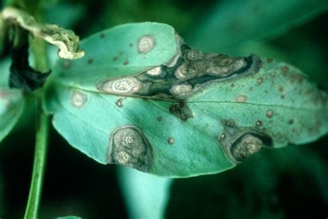ascochyta blight  faba bean field crop diseases victoria