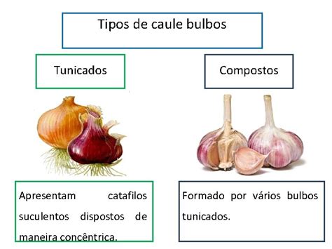 Caule Que Servem De Alimento - MORFOLOGIA DE CAULE Caule Conceito rgo vegetal portador
