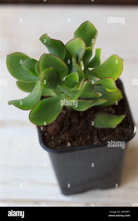 The Succulent Plant Crassula Blue Bird Kind Of Crassula Home Plant