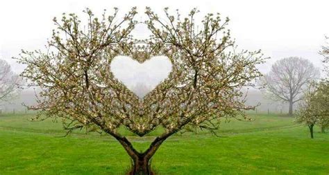 Love Tree Herz Baum Foto Herz Baumkunst