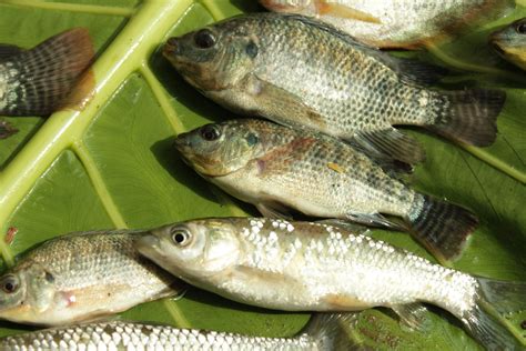Cara Budidaya Ikan Nila Di Kolam Terpal Untuk Pemula Lengkap