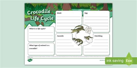 Crocodile Life Cycle Template - Twinkl