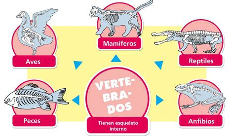 Grupo Vertebrado - Los vertebrados (2) - Escolar - ABC Color