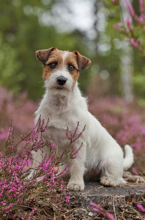Most Famous Jack Russell Terrier At Albert Hoopes Blog