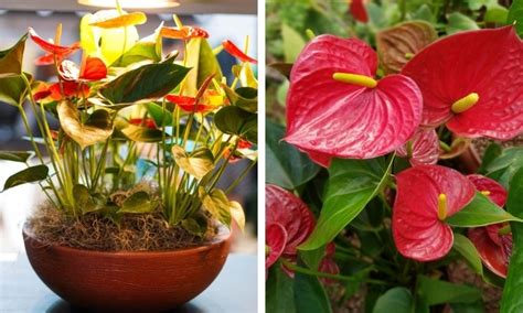Plantas Para Pouco Sol