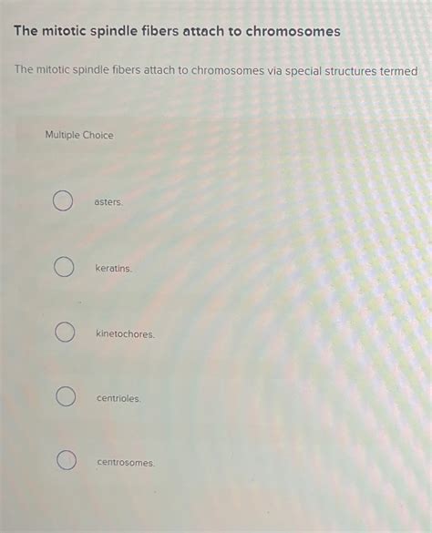 Solved The mitotic spindle fibers attach to chromosomesThe | Chegg.com