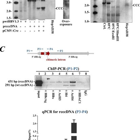 Schematic Illustration Of Cre Loxp Mediated Rcccdna Production A