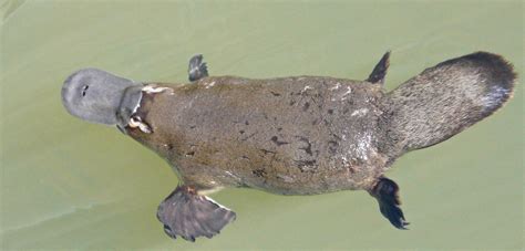 Platypus - The Australian Museum