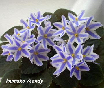 Humako inches humako фиалка фото и описание