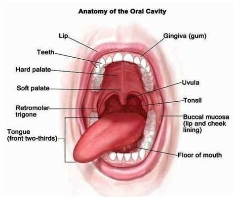 Under Tongue Anatomy Image - Graph Diagram