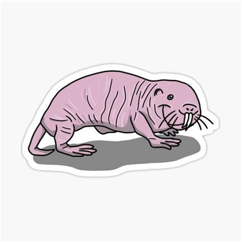 Naked Mole Rat Gifts Merchandise Redbubble