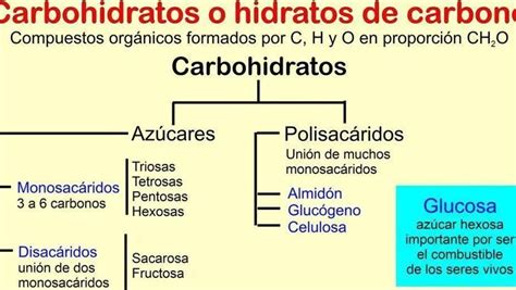 Diferencias Entre Glucidos Y Lipidos Gu A Completa