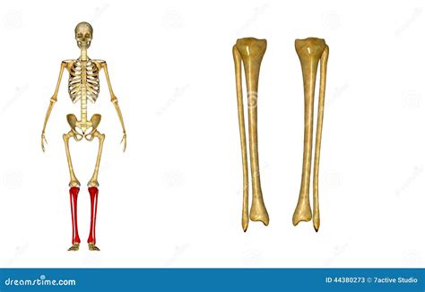 Peroné Y Tibia Imagen De Archivo Imagen De Cresta Tibia 44380273