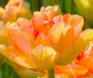 Тюльпан махровый поздний Чарминг Бьюти | Нарциссы, тюльпаны осень 2023 ...