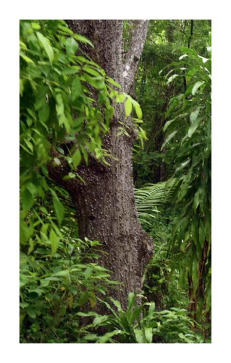 Guanavista's Reforestation Strategy - Growing a greener future - Guanavista