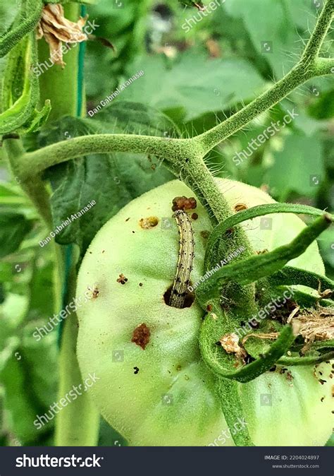 Helicoverpa Armigera Lepidoptera Noctuidae Caterpillar On Stock Photo