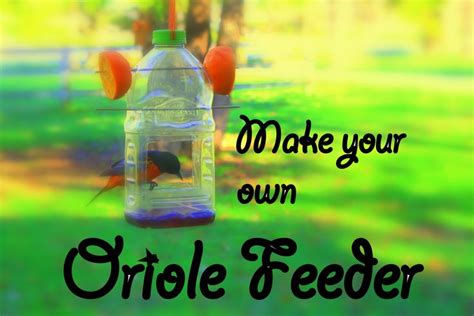 Oriole Feeder Upcycle Reuse DIY