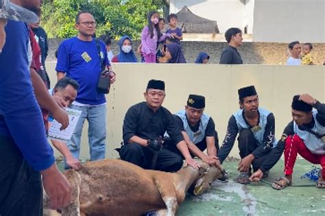 Penyembelihan Hewan Kurban Jadi Ajang Silaturahim Paling Lengkap