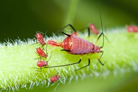 The Bizarre World Of Insect Sex Athens Science Observer