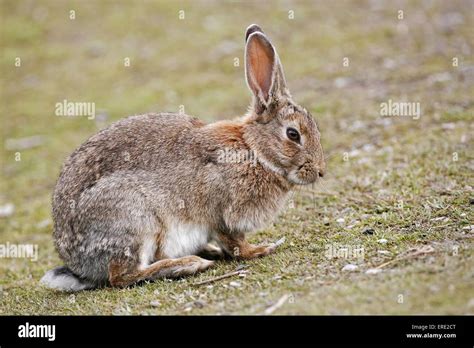 Rabbit Patagonia Hi Res Stock Photography And Images Alamy