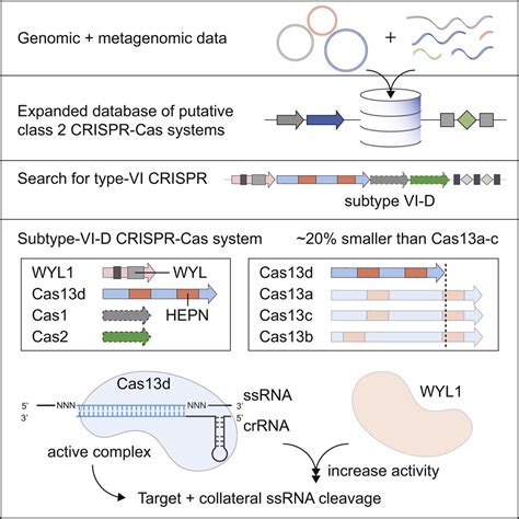 Cas D Is A Compact Rna Targeting Type Vi Crispr Effector Positively