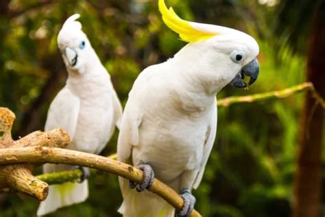 Soñar con Pájaros que Hablan SIGNIFICADO COMPLETO