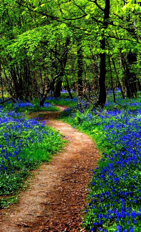 Path Through The Bluebell Woods Kings Wood Kent Uk Beautiful