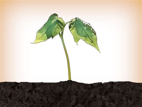 How To Germinate Tree Seeds at Lewis Burcham blog