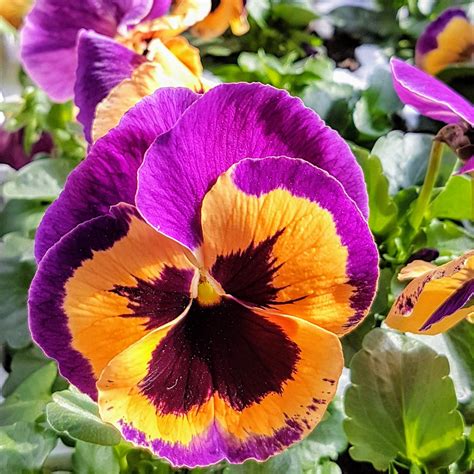 pansy baskets  blooms