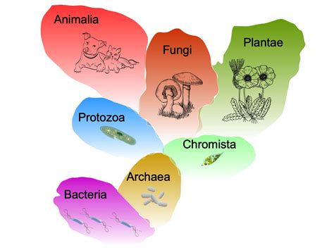 Reinos Biologicos Que Son Cuales Son Historia Caracteristicas Images