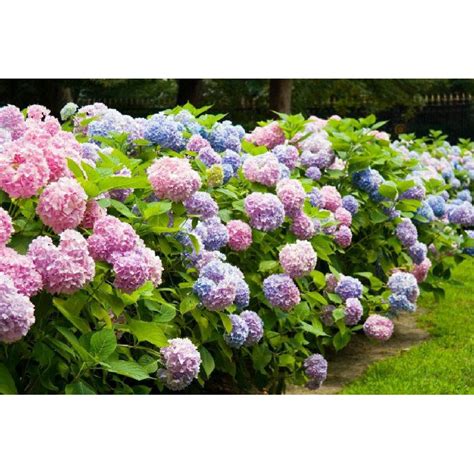 Гортензия Бесконечное лето (крупнолистная) – Купить в Спб – Доставка по РФ