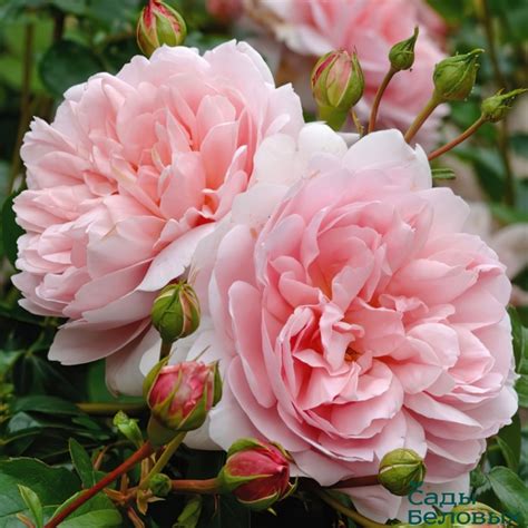 Роза английская Вайлдив - Сады Беловых