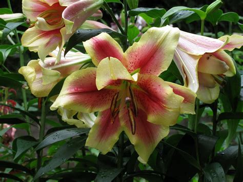 Лилия Холланд Бьюти Описание Фото – Telegraph