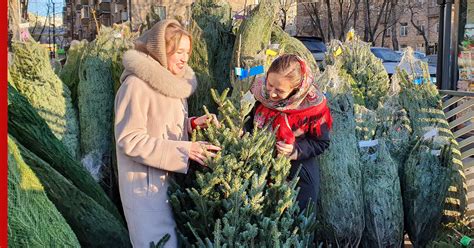 Как правильно выбрать живую елку на Новый год: советы специалистов