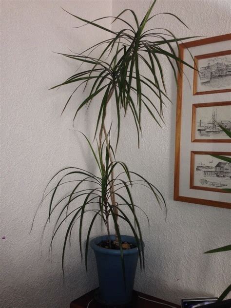 Взрослая драцена фото