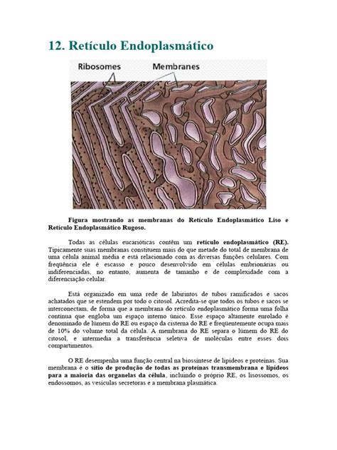 Qual A Função Do Retículo Endoplasmático - Estrutura e Função do Retículo Endoplasmático | PDF | Retículo ...