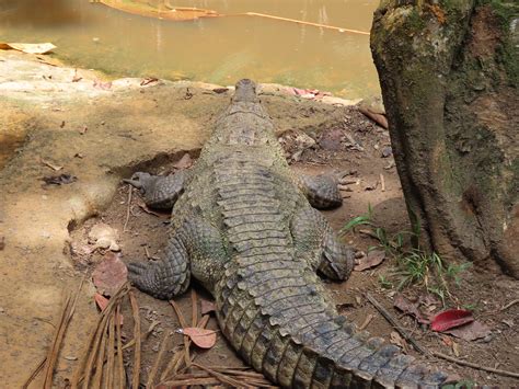 Cocodrilo Crocodylus Acutus Hacienda Nápoles Puerto Triun Flickr